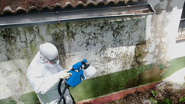 Top rated local Mold Remediation specialists in Acres Green, CO